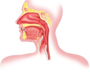Pharynx Pharynx