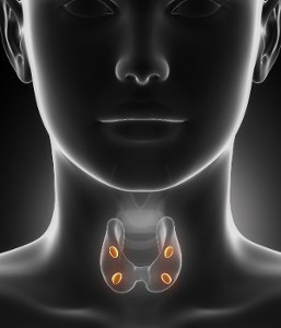Parathyroid Parathyroid