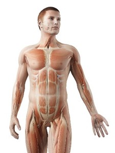 Abdominals