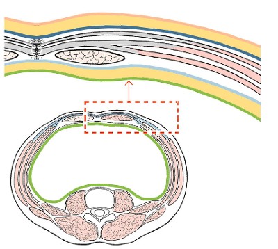 Abdominal Wall Layers