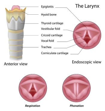 Larynx Larynx