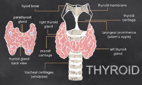 Thyroid Thyroid