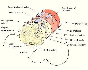 Male-to-Female