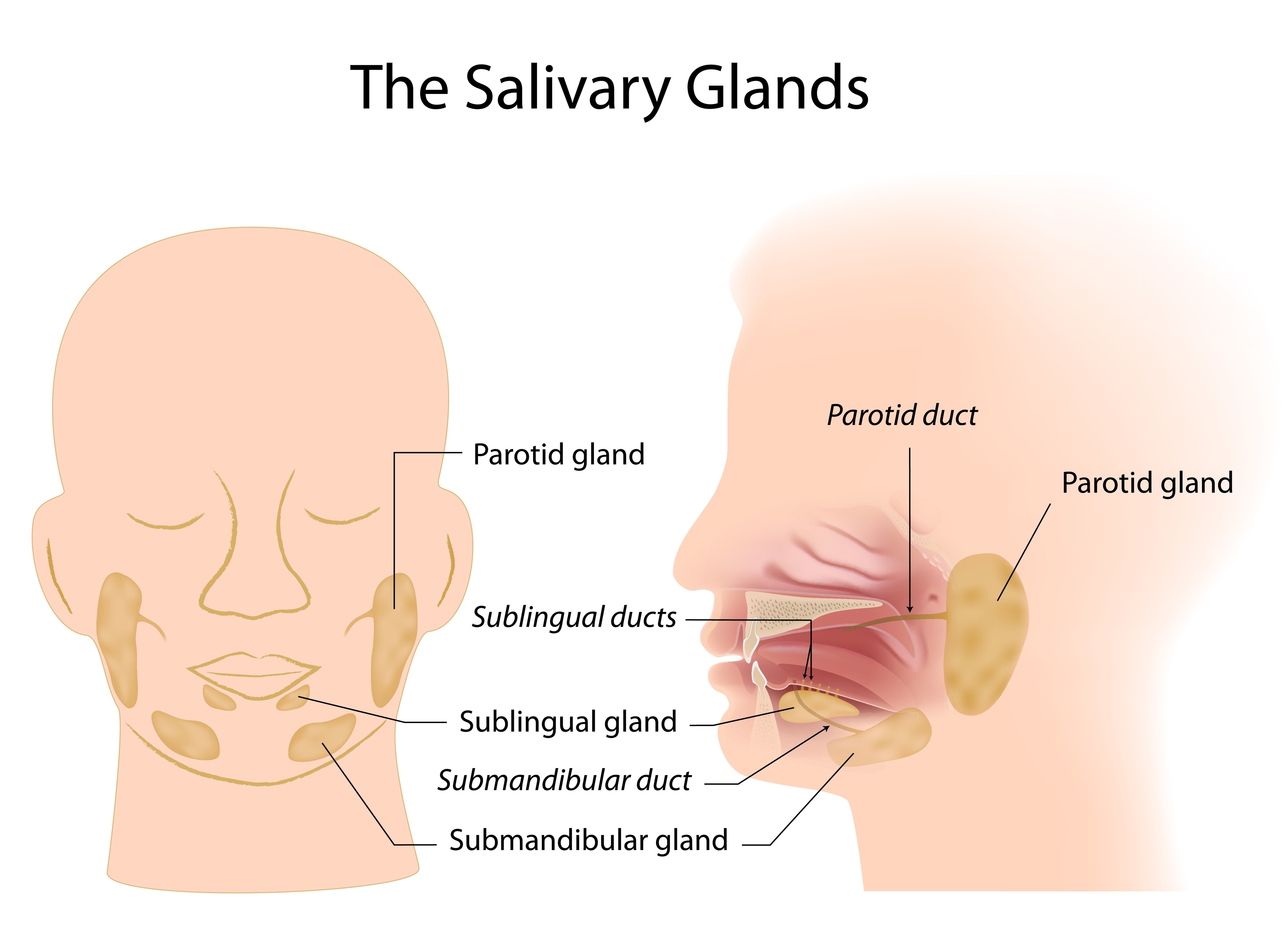 Salivary Gland Chart